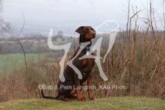 Doberman Pinscher