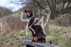 Doberman Pinscher