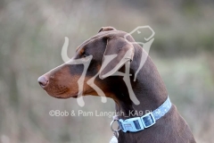 Doberman Pinscher