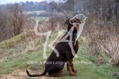 Doberman Pinscher