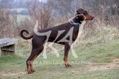 Doberman Pinscher