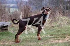 Doberman Pinscher