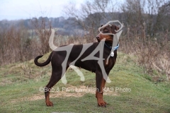 Doberman Pinscher