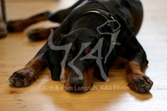 Doberman Pinscher