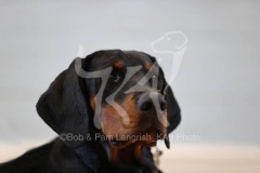 Doberman Pinscher