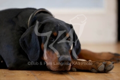 Doberman Pinscher