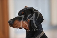 Doberman Pinscher