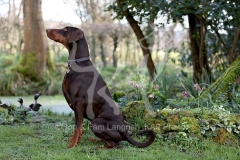 Doberman Pinscher