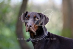 Doberman Pinscher