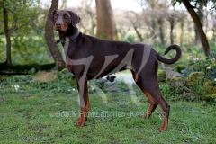 Doberman Pinscher