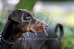 Doberman Pinscher