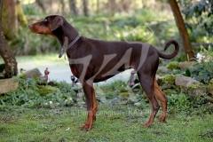 Doberman Pinscher