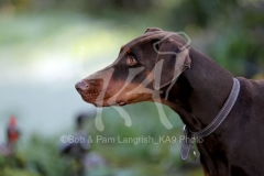 Doberman Pinscher