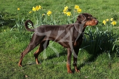 Doberman Pinscher
