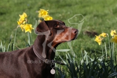 Doberman Pinscher