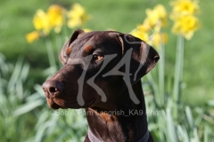 Doberman Pinscher