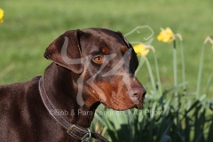 Doberman Pinscher