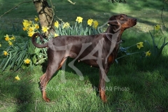 Doberman Pinscher