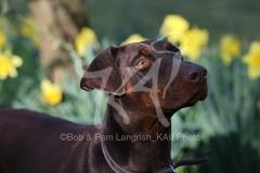 Doberman Pinscher