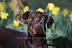 Doberman Pinscher