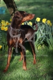 Doberman Pinscher