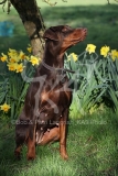 Doberman Pinscher