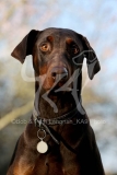 Doberman Pinscher