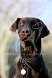 Doberman Pinscher