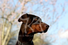 Doberman Pinscher
