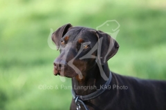 Doberman Pinscher