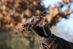 Doberman Pinscher