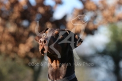 Doberman Pinscher
