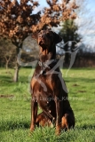 Doberman Pinscher