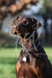 Doberman Pinscher
