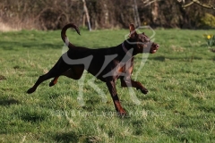 Doberman Pinscher