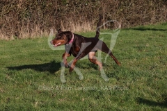 Doberman Pinscher
