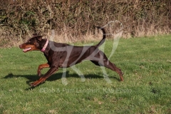 Doberman Pinscher