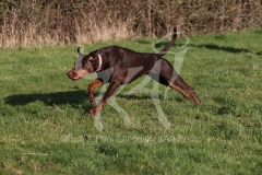 Doberman Pinscher