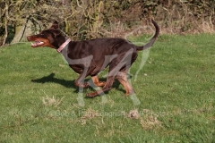 Doberman Pinscher