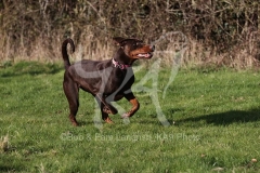 Doberman Pinscher