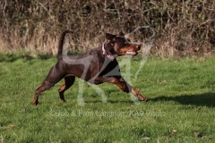 Doberman Pinscher