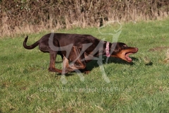 Doberman Pinscher