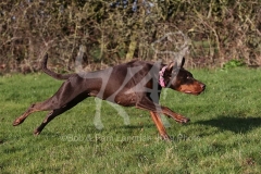 Doberman Pinscher