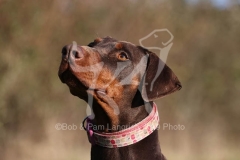 Doberman Pinscher