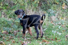 Doberman Pinscher