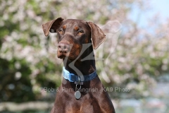 Doberman Pinscher