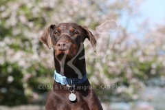 Doberman Pinscher