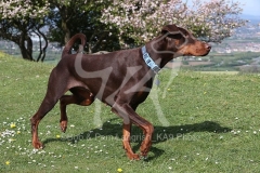 Doberman Pinscher