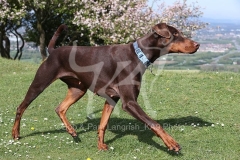 Doberman Pinscher