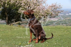 Doberman Pinscher